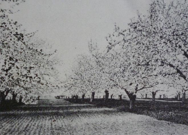 Nova Scotia apple orchard 1930