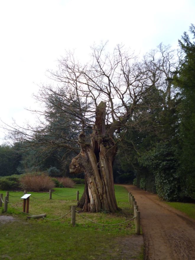 veteran-oak-tree