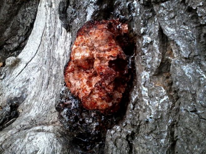 Confistulina hepatica Fistulina anamorphic oak Quercus 11