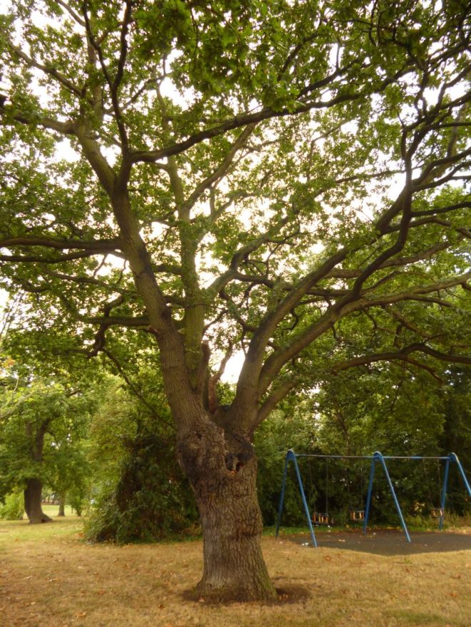 Confistulina hepatica Fistulina anamorphic oak Quercus 28