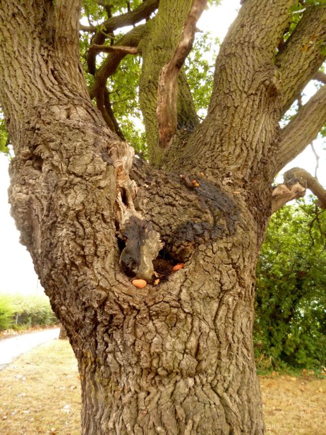 Confistulina hepatica Fistulina anamorphic oak Quercus 29