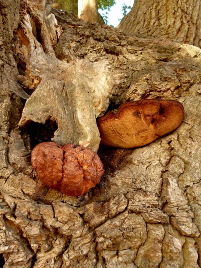 Confistulina hepatica Fistulina anamorphic oak Quercus 32